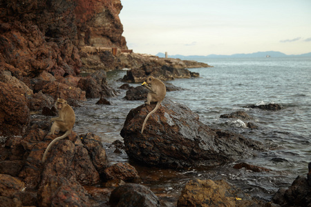 岩石的海岸线上的猴子图片
