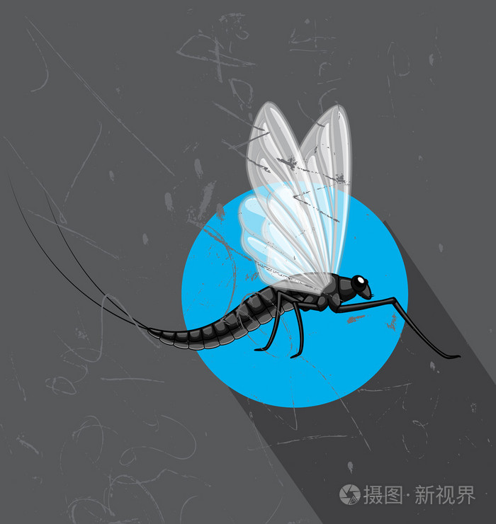蜉蝣昆虫飞行