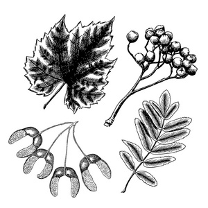 手绘植物元素图片