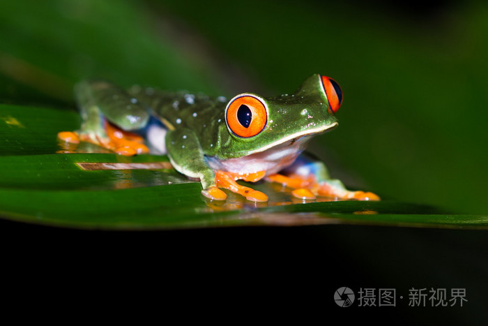 红眼树蛙-agalychnis callidryas
