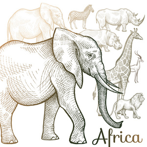 非洲动物的插图图片