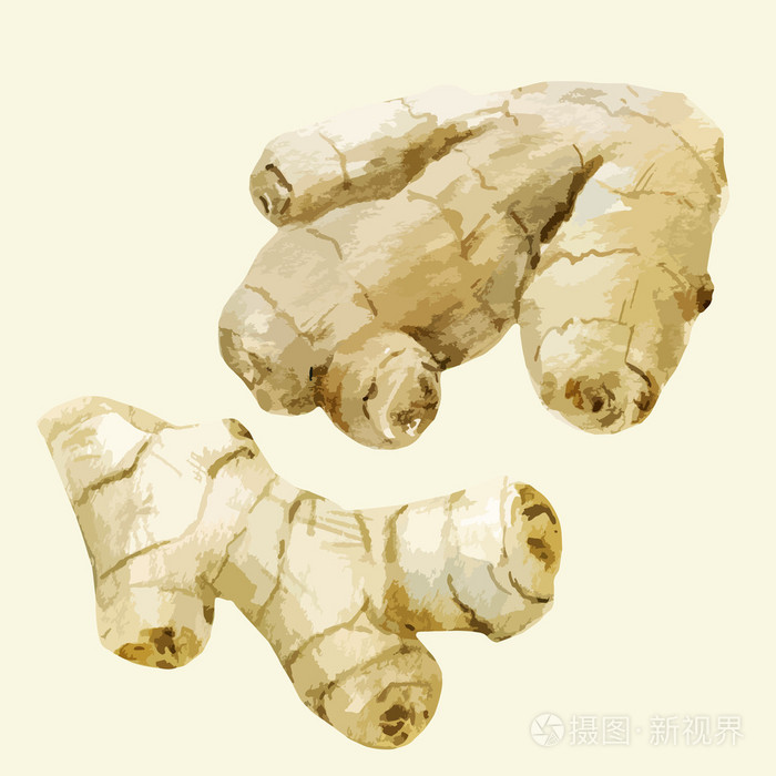 水彩手绘姜插画-正版商用图片1q6hyx-摄图新视界