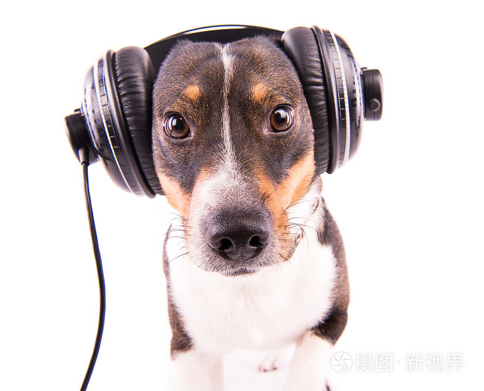杰克罗素梗犬戴着耳机在白色背景上