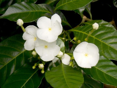 花园里的美丽的白色栀子花花图片