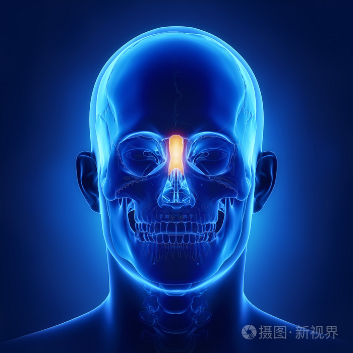 人类的头颅骨鼻骨