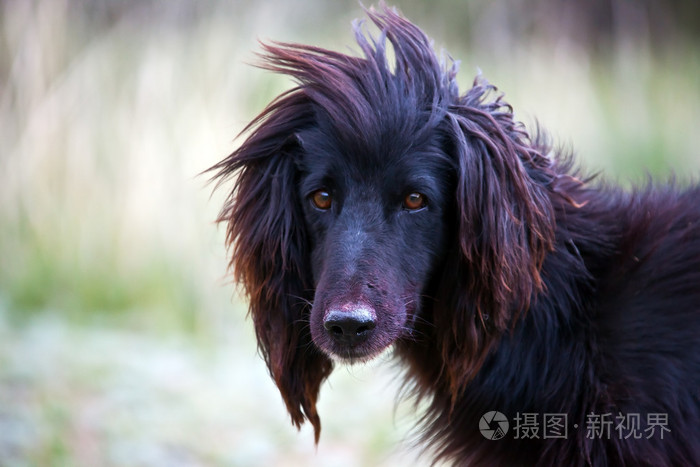 吉尔吉斯本机狩猎犬猎犬在天山山脉tazy