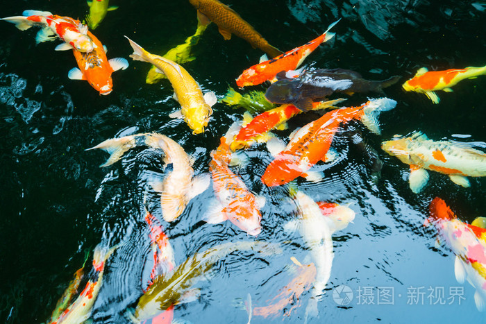 五颜六色的锦鲤鱼儿在水中游泳