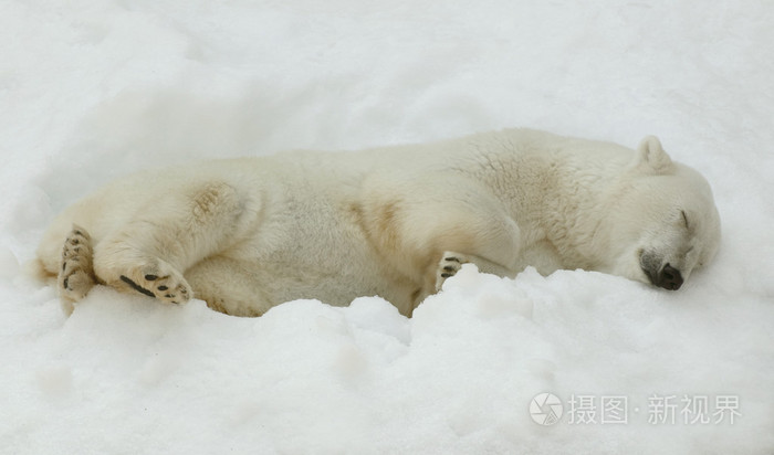 北极熊在雪地里睡觉照片-正版商用图片1qbg91-摄图新