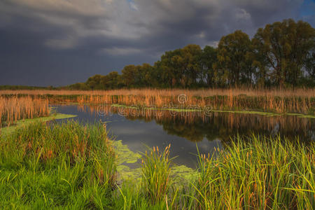 芦苇 阴天 俄罗斯 植物 风景 森林 沼泽 沼泽地 彩虹