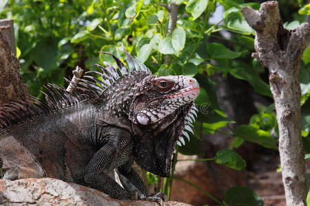 微笑 生物 面对 加勒比 动物 热带 爬行动物 墨西哥 脊柱