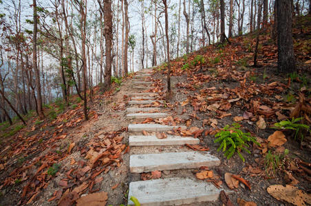 丛林 公园 乡村 落下 早晨 风景 雨林 射线 亚洲 树叶