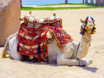 沙漠沙滩上的骆驼在等游客
