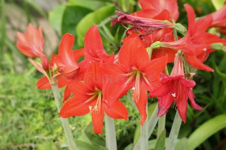 阳光 花瓣 植物 物体 放松 颜色 环境 思想 幸福 春天