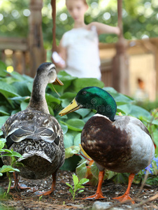 绿头鸭 植物 乐趣 在一起 可爱的 童年 生活 夏季 夏天