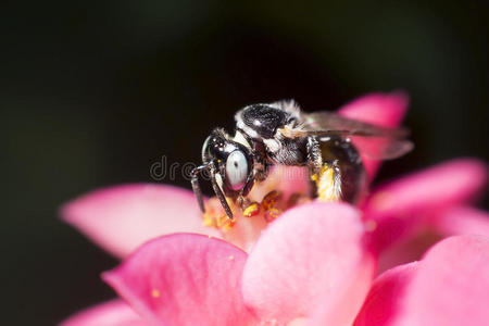 蜜蜂和花