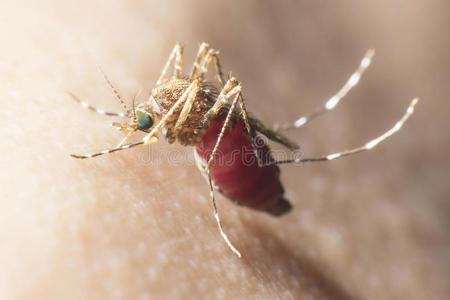 生物学 蚊子 流行病 载体 蚊虫 带来 寄生虫 健康 疟疾