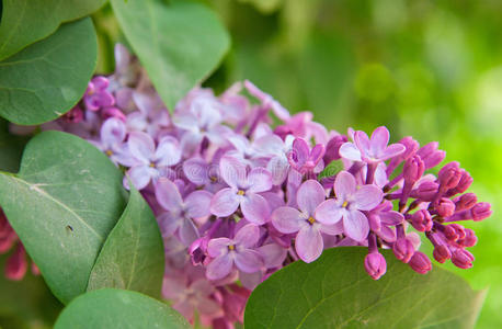 丁香花