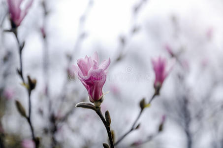 木兰花