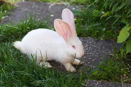 有趣的白兔在草地上。