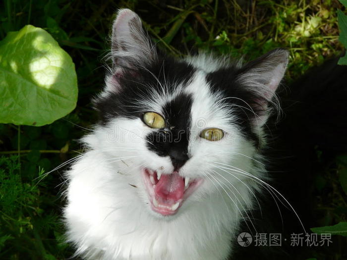 猫叫声