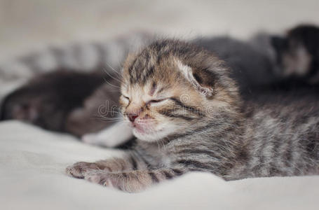 两周睡觉小猫肖像