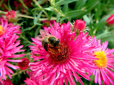 蜜蜂和粉红色的花图片