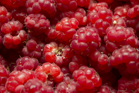 野生浆果莓图片
