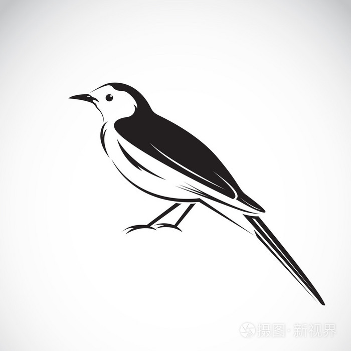 喜鹊设计在白色背景上的向量.小鸟图标
