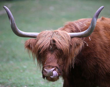 大牦牛放牧时的长长的棕色皮毛图片
