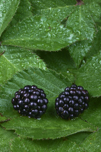 详细说明两个黑莓图片