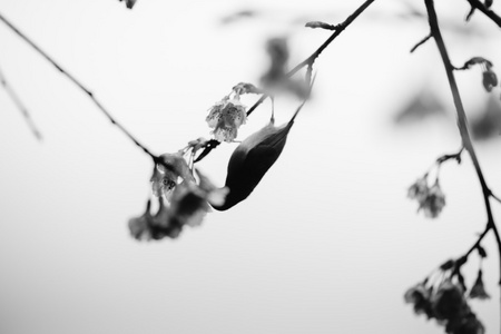 抽象模糊单色鸟在樱花树为背景图片