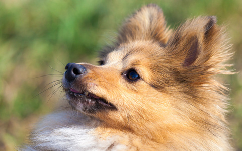 设得兰群岛牧羊犬期待他的主人图片