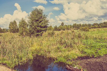 乡村景观的池塘和森林湿地草场图片