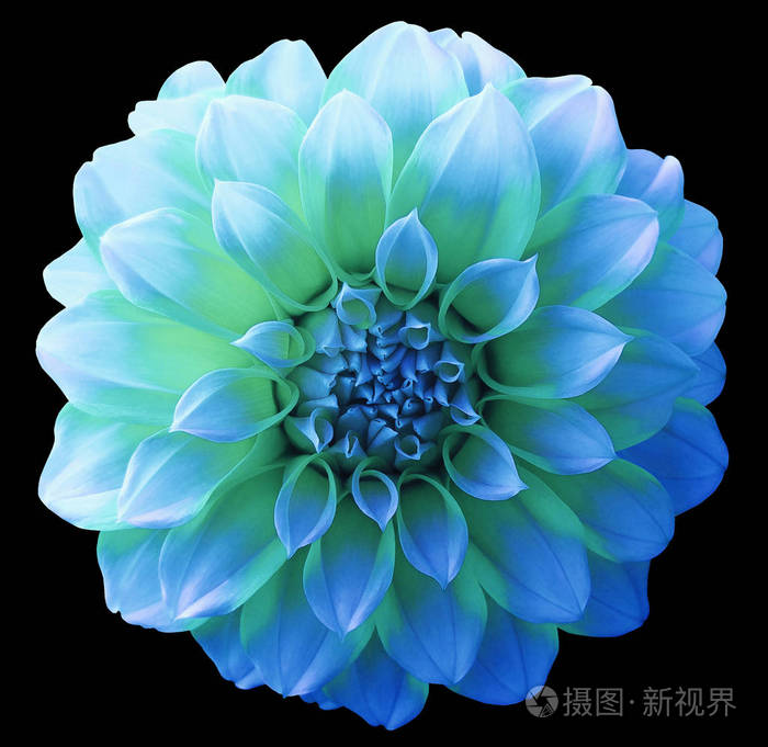 大丽花蓝绿色绿松石花, 杂色的花, 分离与剪切路径的黑色背景.