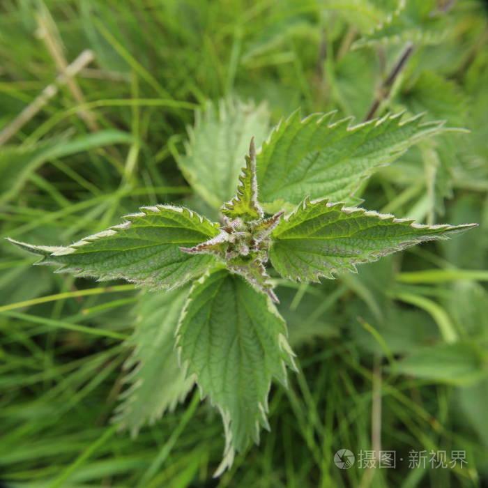 刺荨麻 (urtica dioica) 的不寻常视图, 广角宏观直接