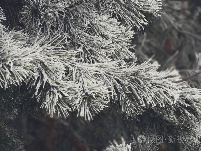 在森林里的雪杉树