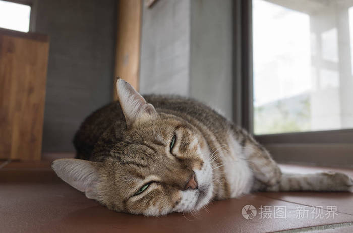 肥家猫