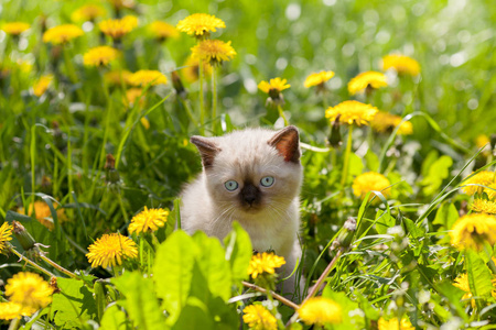 小猫正坐在草坪上的蒲公英图片