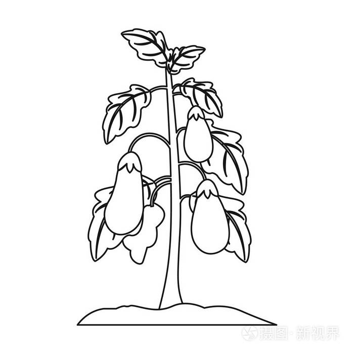 在白色背景上孤立的大纲样式的茄子图标.植物象征股票