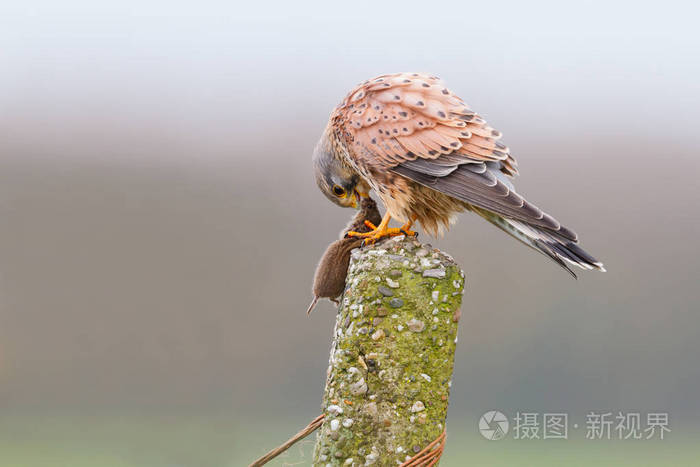 隼鸟与鼠标