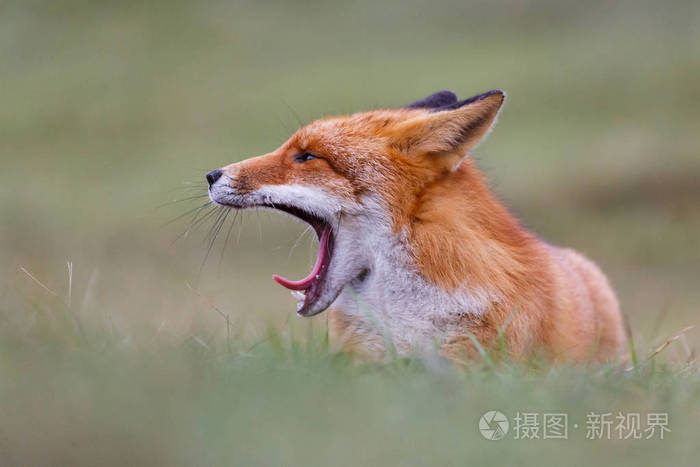 野生红狐狸