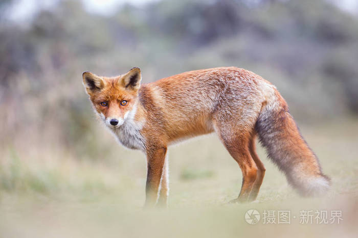 野生红狐狸