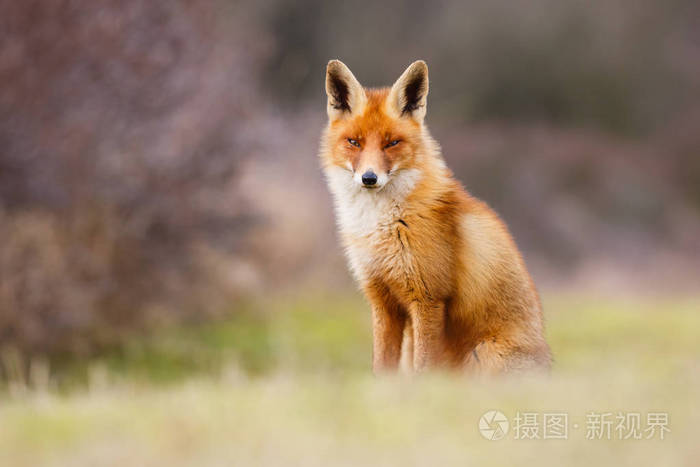 野生红狐狸