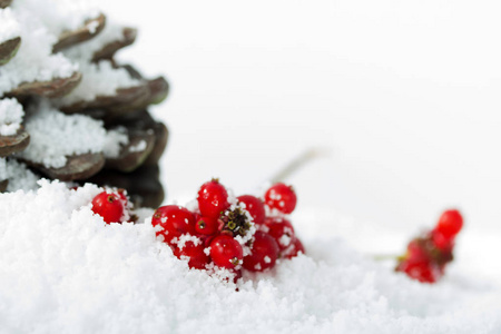 在白色的雪松树锥和红色浆果图片