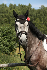 郁金香 缰绳 夏天 繁殖 一点 马背 种马 玫瑰 骑手 金属