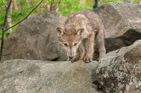 灰狼犬狼疮幼犬从岩石顶部俯视