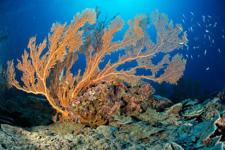 暗礁 水族馆 泻湖 环礁 海的 美丽的 海滩 自然 拿破仑