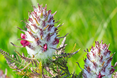 颜色 紫色 植物 植物区系 紫罗兰 特写镜头 美女 季节