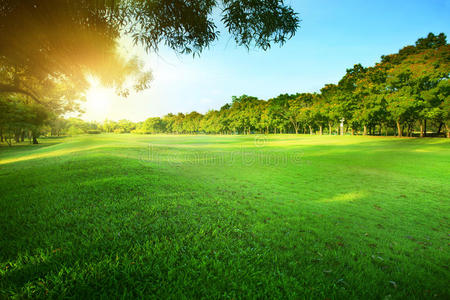 美丽的朝阳在公共公园里闪耀着绿色的光芒