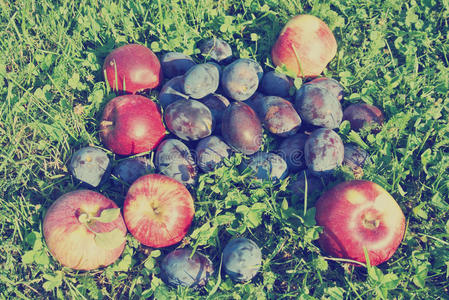 生产 美味的 秋天 苹果 抗氧化剂 自然 季节 过滤 复古的